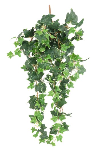 DUTCH IVY