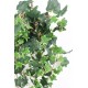 DUTCH IVY