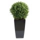 BOXWOOD BALL NEW EN KUBIS