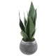 SANSEVIERIA 49