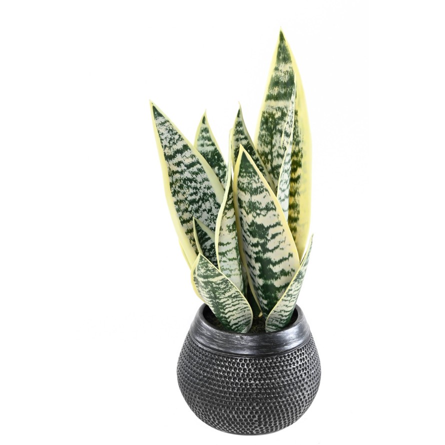 SANSEVIERIA 49