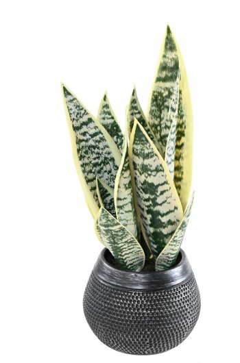 SANSEVIERIA 49