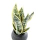 SANSEVIERIA 49