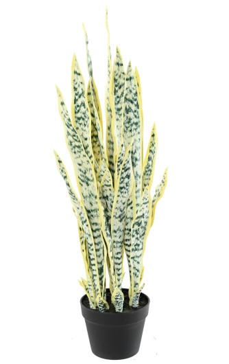 SANSEVIERIA 85