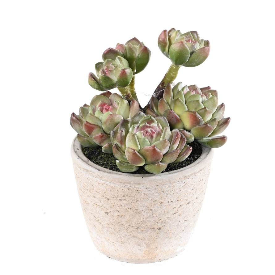 SUCCULENTE 18 EN POT