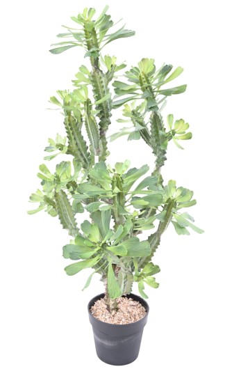 LACERATED SPURGE