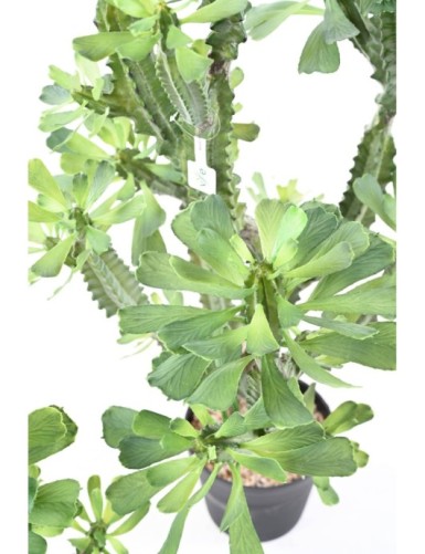 LACERATED SPURGE