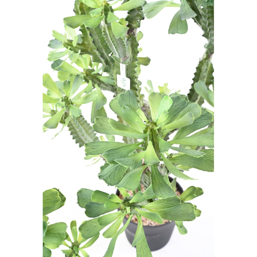 LACERATED SPURGE