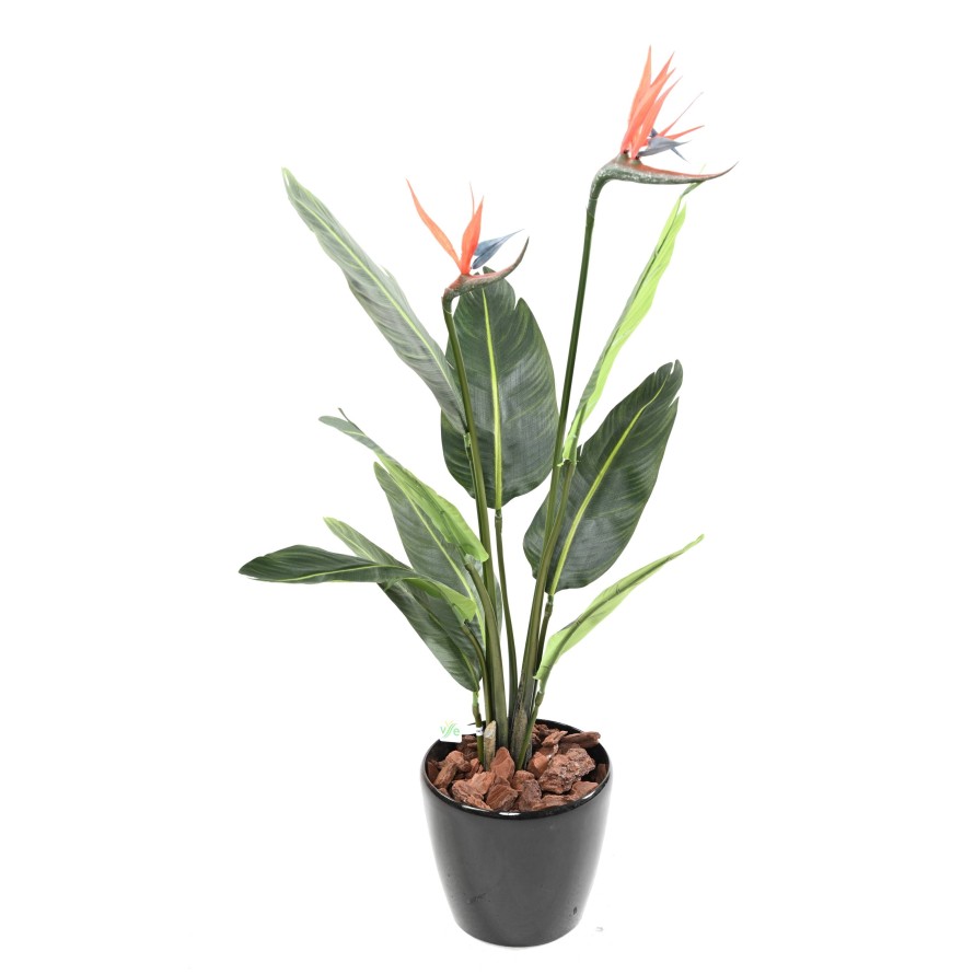 STRELITZIA 9F 2Fl