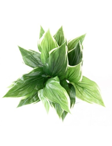 HOSTA*18