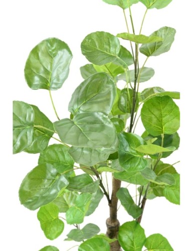 ARALIA FABIAN