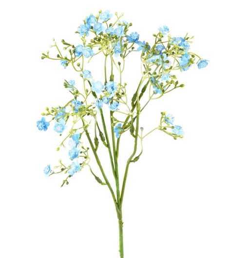 MYOSOTIS MINI