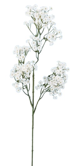 GYPSOPHILE 60