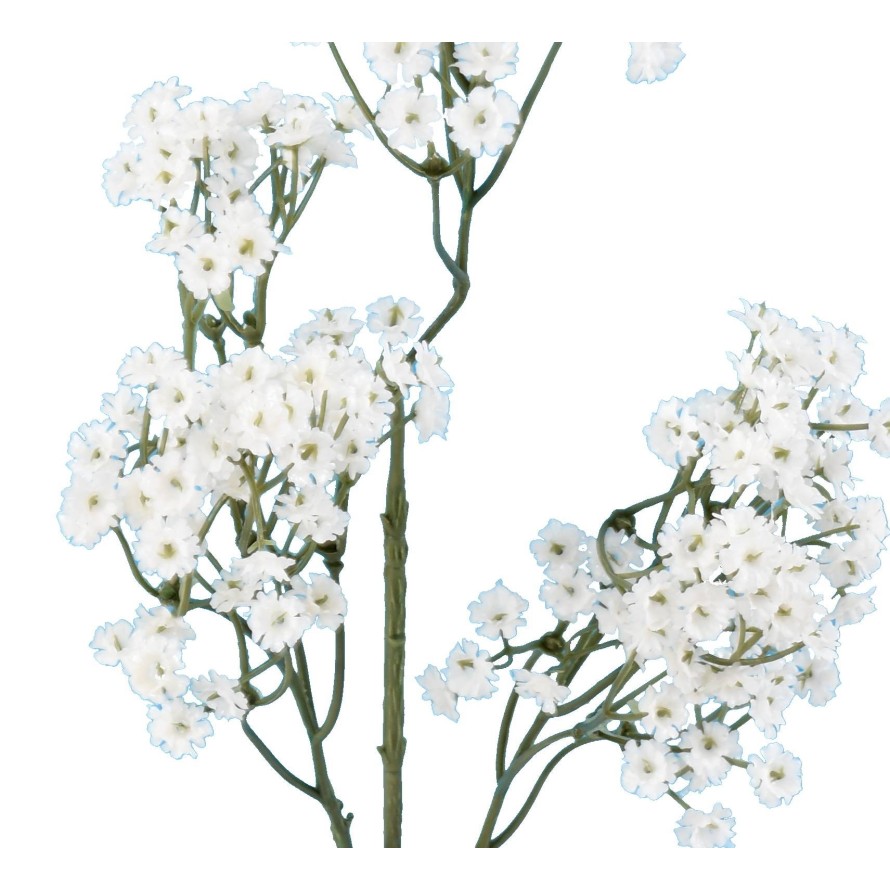 GYPSOPHILE 60