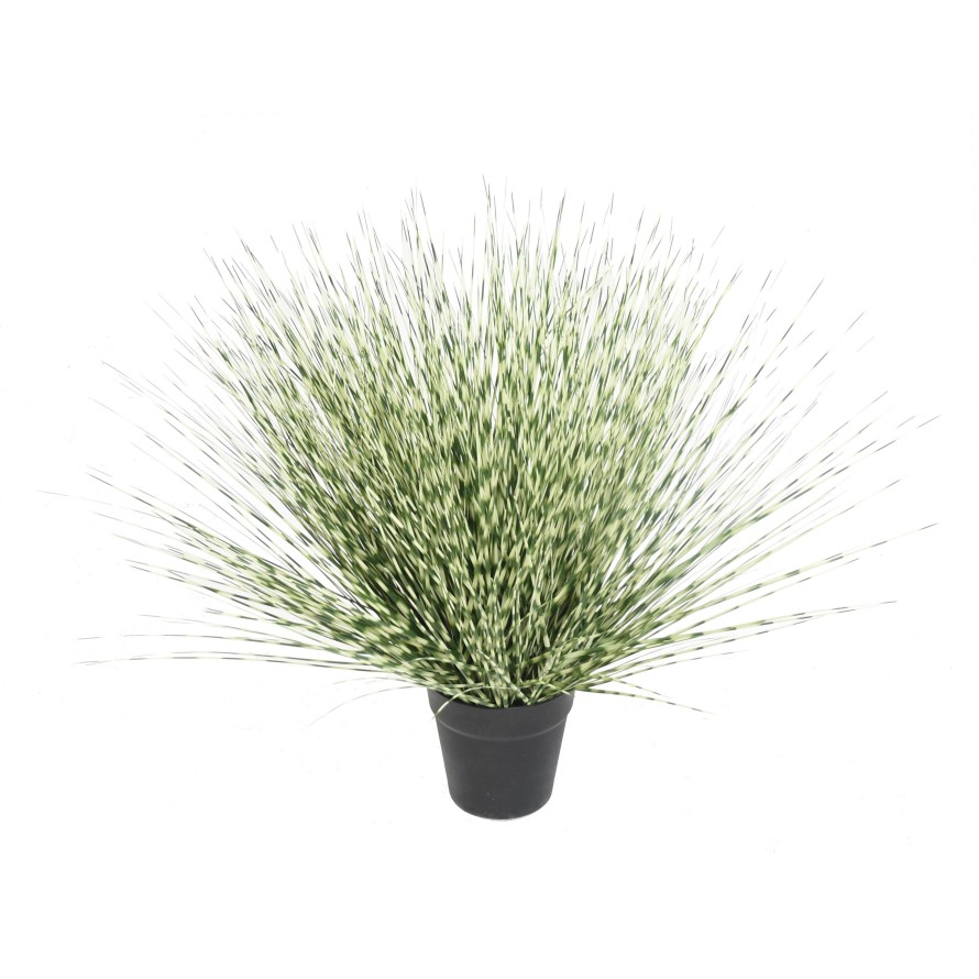 MISCANTHUS ZEBRINA ROND 55