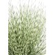 MISCANTHUS ZEBRINA ROND 55