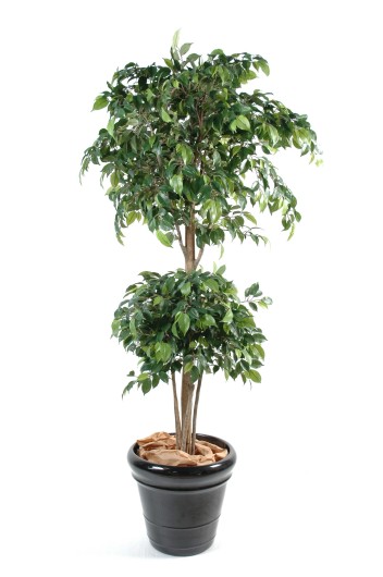 DOUBLE BALL FICUS