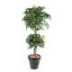 DOUBLE BALL FICUS