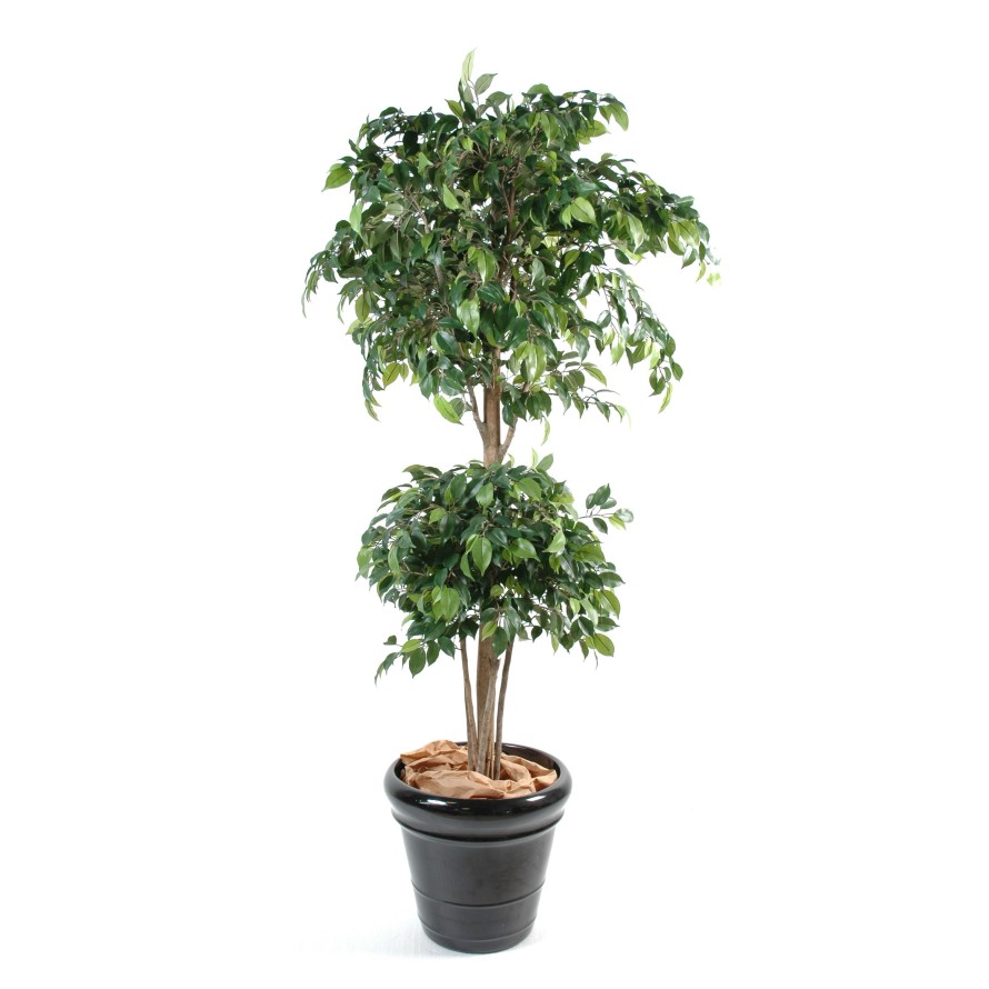 DOUBLE BALL FICUS