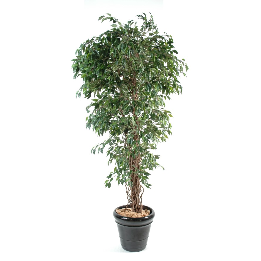 FICUS LIANES PF