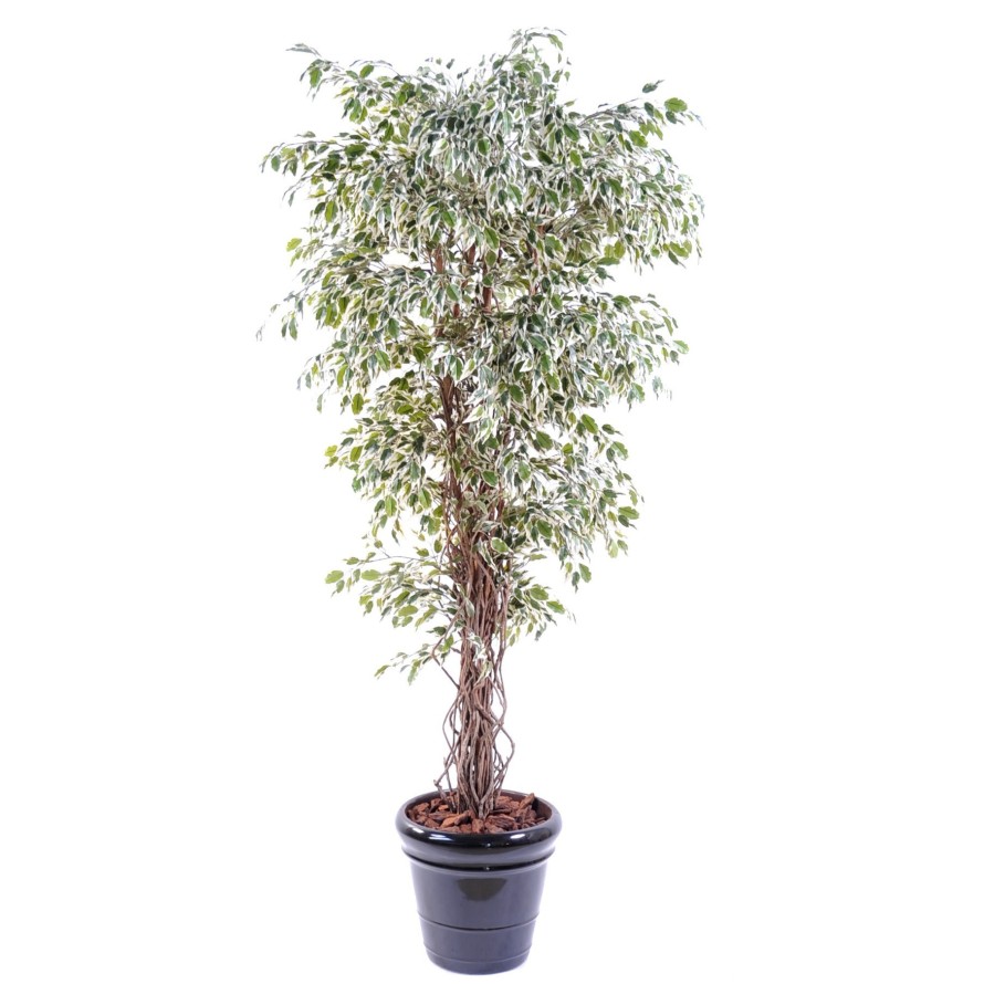 FICUS LIANES PF