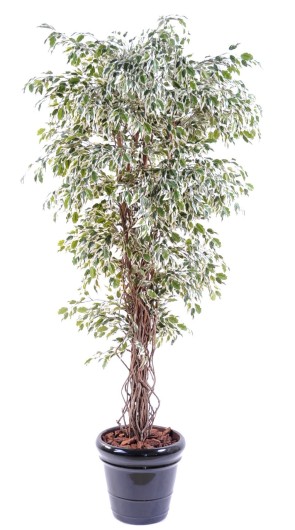 FICUS LIANES PF