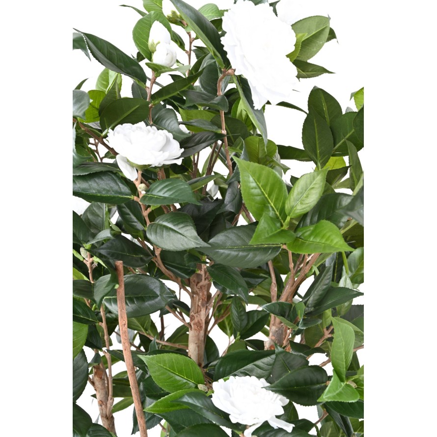 CAMELIA JAPONICA DOUBLE NEW