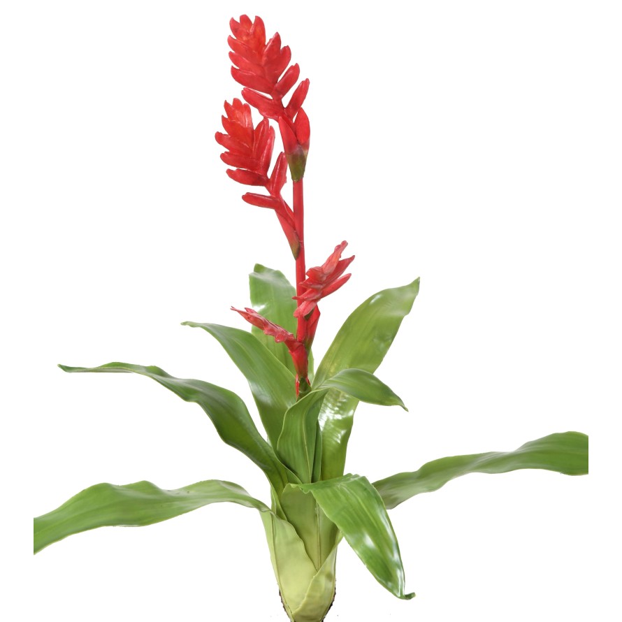 BROMELIA 55