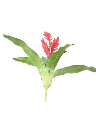 BROMELIA 55