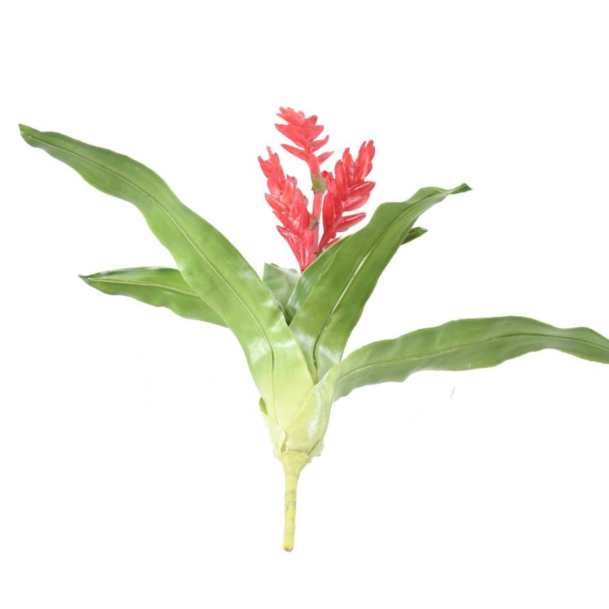 BROMELIA 55