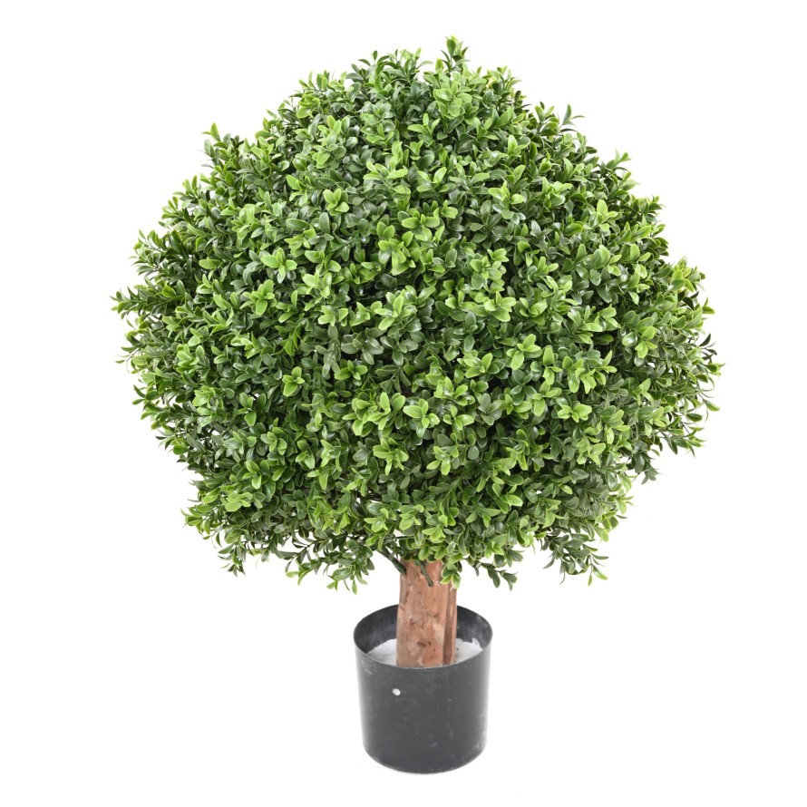 BOXWOOD BALL NEW REGULAR UV