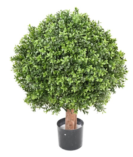 BOXWOOD BALL NEW REGULAR UV