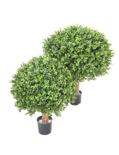 BOXWOOD BALL NEW REGULAR UV