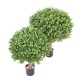 BOXWOOD BALL NEW REGULAR UV