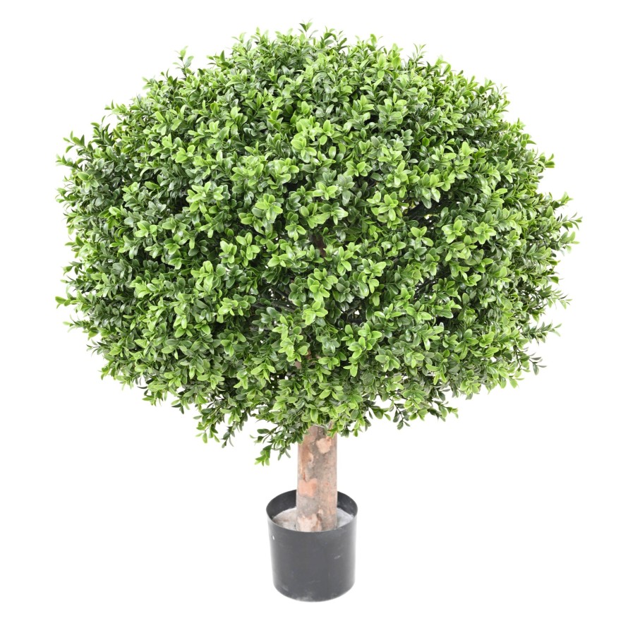 BOXWOOD BALL NEW REGULAR UV