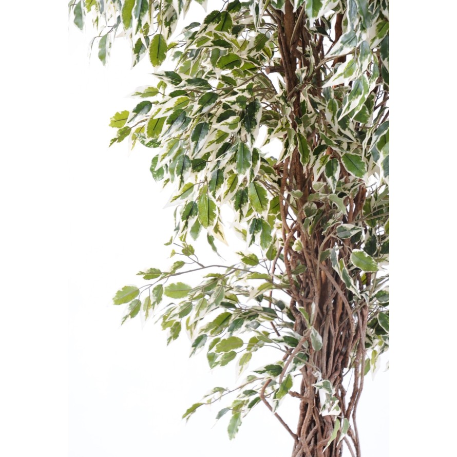 FICUS LIANES PF