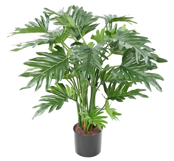 PHILODENDRON SELLOUM