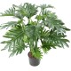 PHILODENDRON SELLOUM