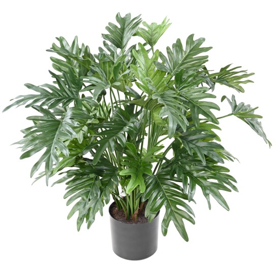 PHILODENDRON SELLOUM