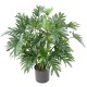 PHILODENDRON SELLOUM