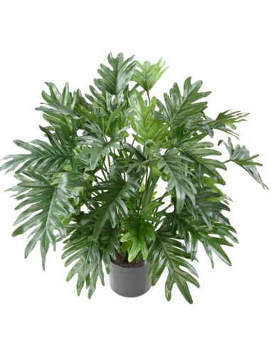 PHILODENDRON SELLOUM