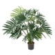 PHILODENDRON SELLOUM