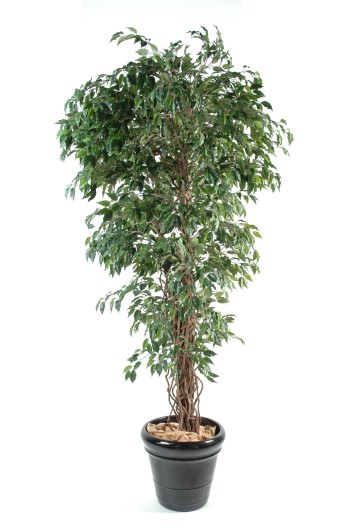 FICUS LIANES PF