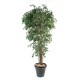 FICUS LIANES PF