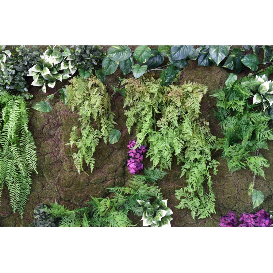 PLANT WALL OXALIS FERN FALL