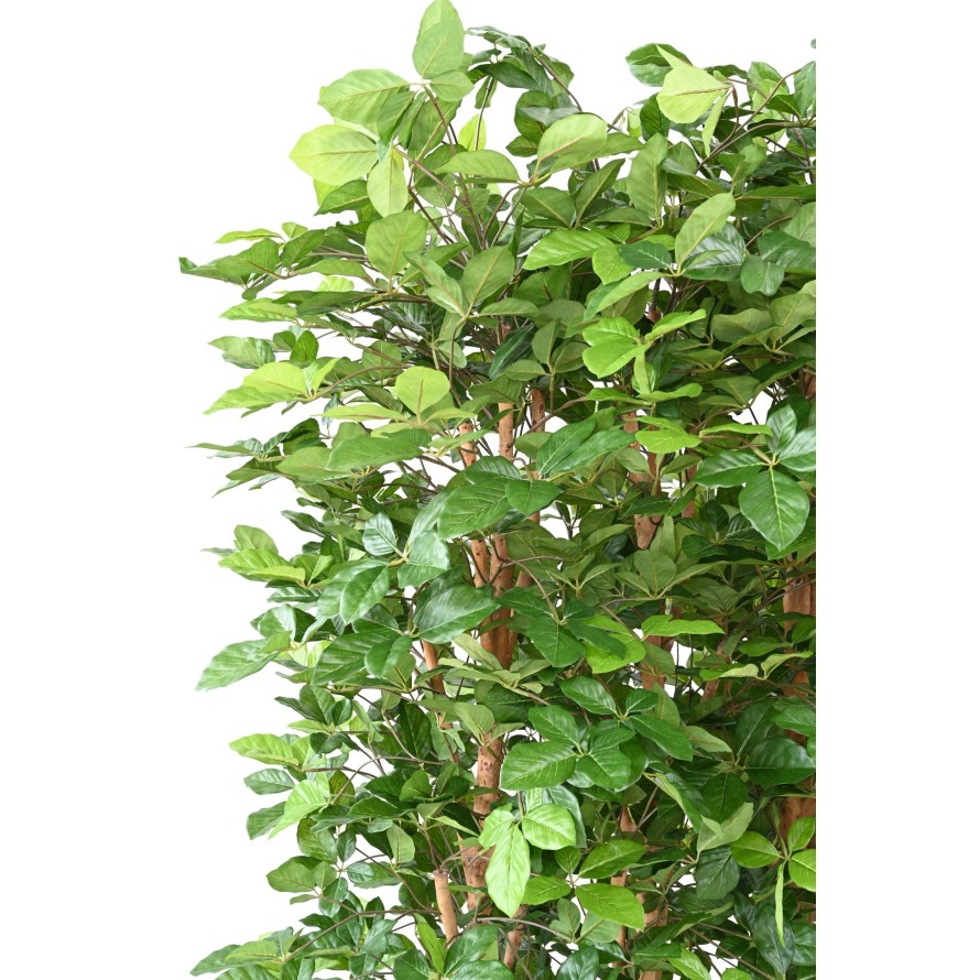 HETRE GRANDIFOLIA HEDGE 145