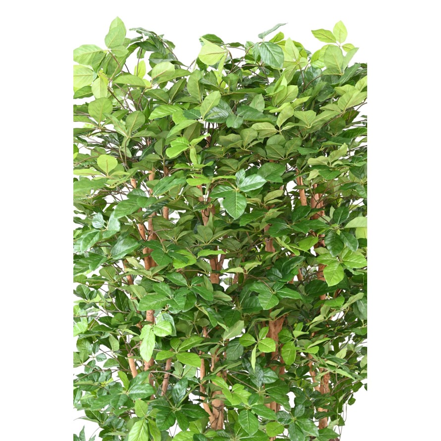 HETRE GRANDIFOLIA HEDGE 145