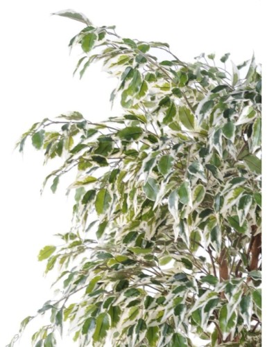 FICUS LIANES PF