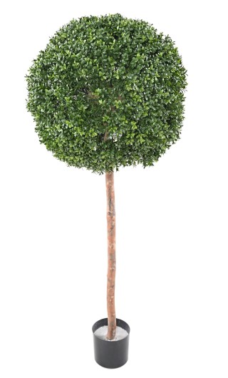 BOXWOOD BALL STEM NEW REGULAR UV