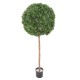 BOXWOOD BALL STEM NEW REGULAR UV